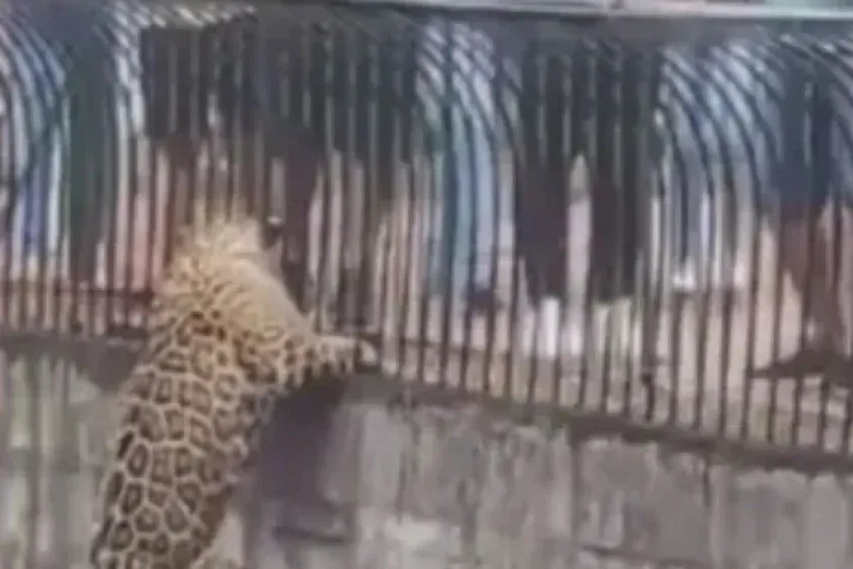 Vídeo: Onça-pintada escala pilastra e se aproxima de visitantes em zoológico de Brasília