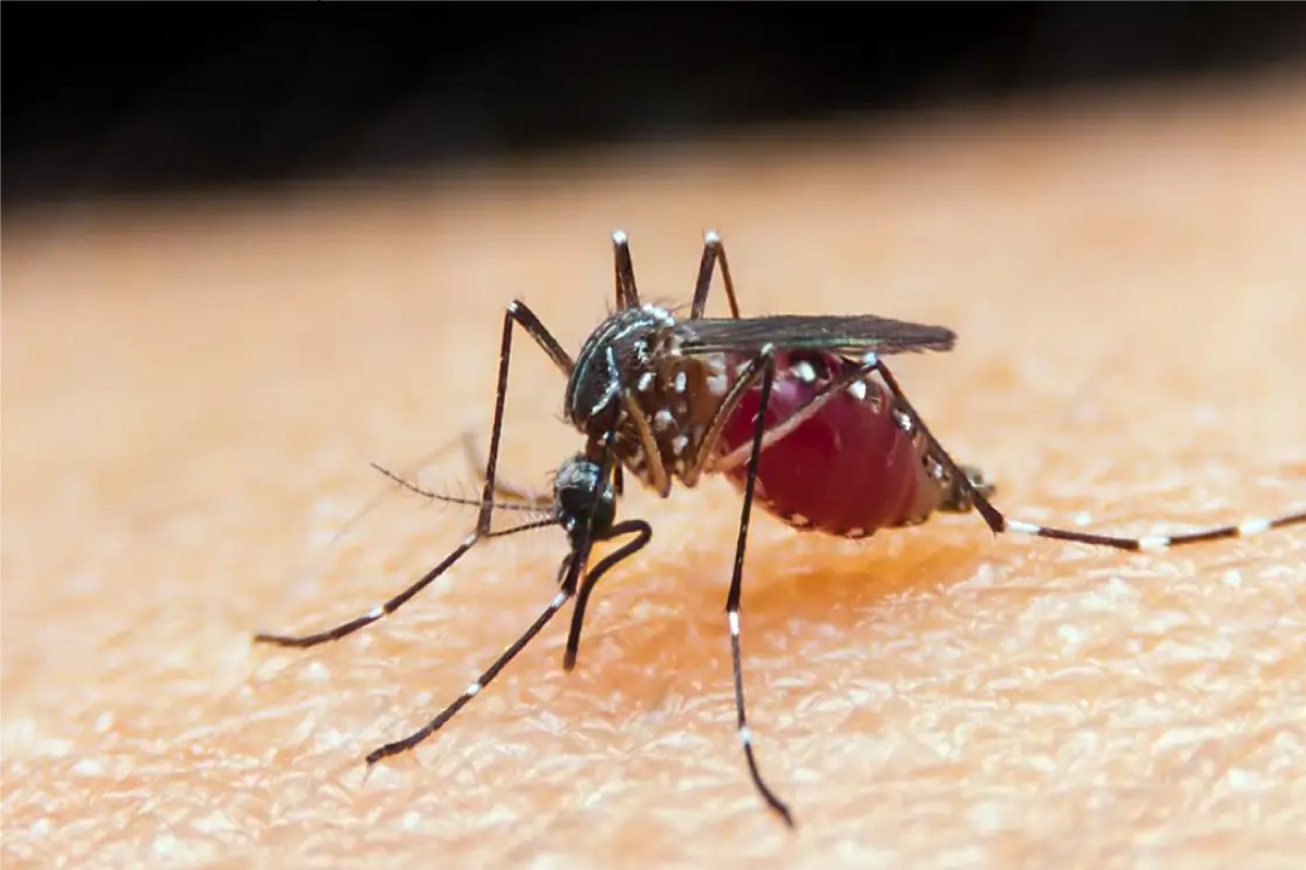 Dois casos de Malária são detectados na região do Alto Tietê, em São Paulo