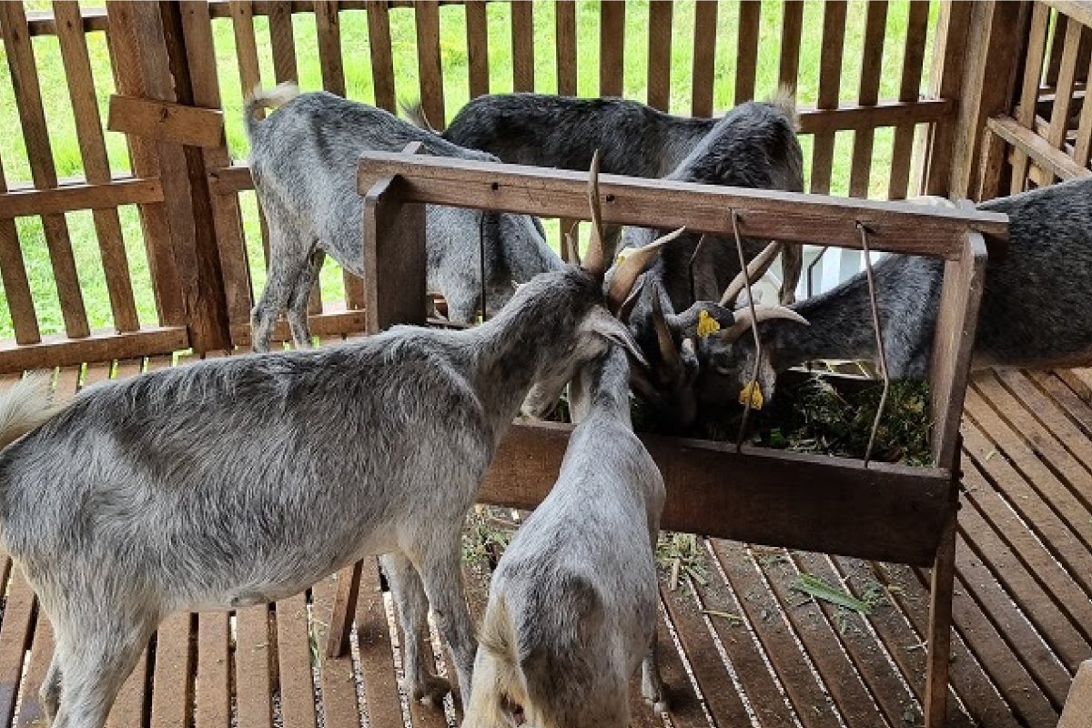 Curso online gratuito sobre produção de caprinos e ovinos está com inscrições abertas