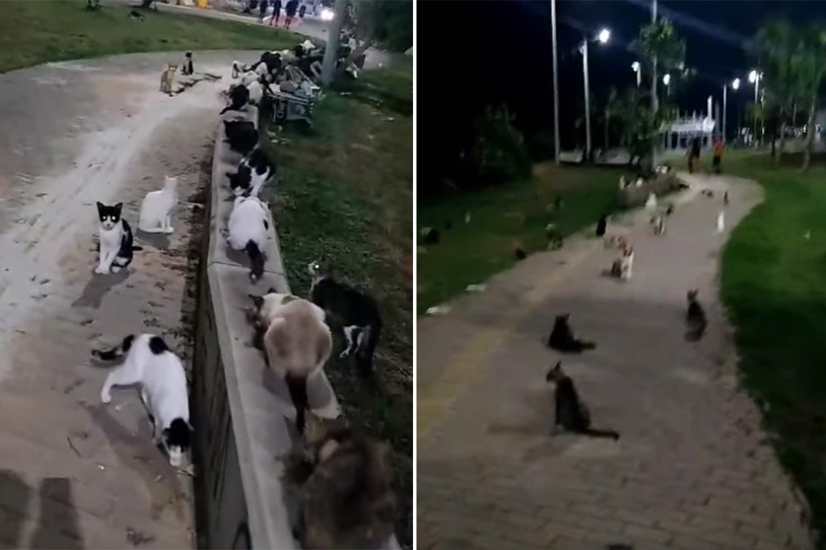 Justiça determina elaboração de plano para retirada de gatos em situação de risco nas ruas de Salvador