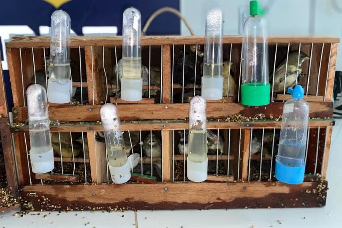 Quase 50 pássaros silvestres presos em gaiolas aglomeradas são apreendidos no sudoeste a BA