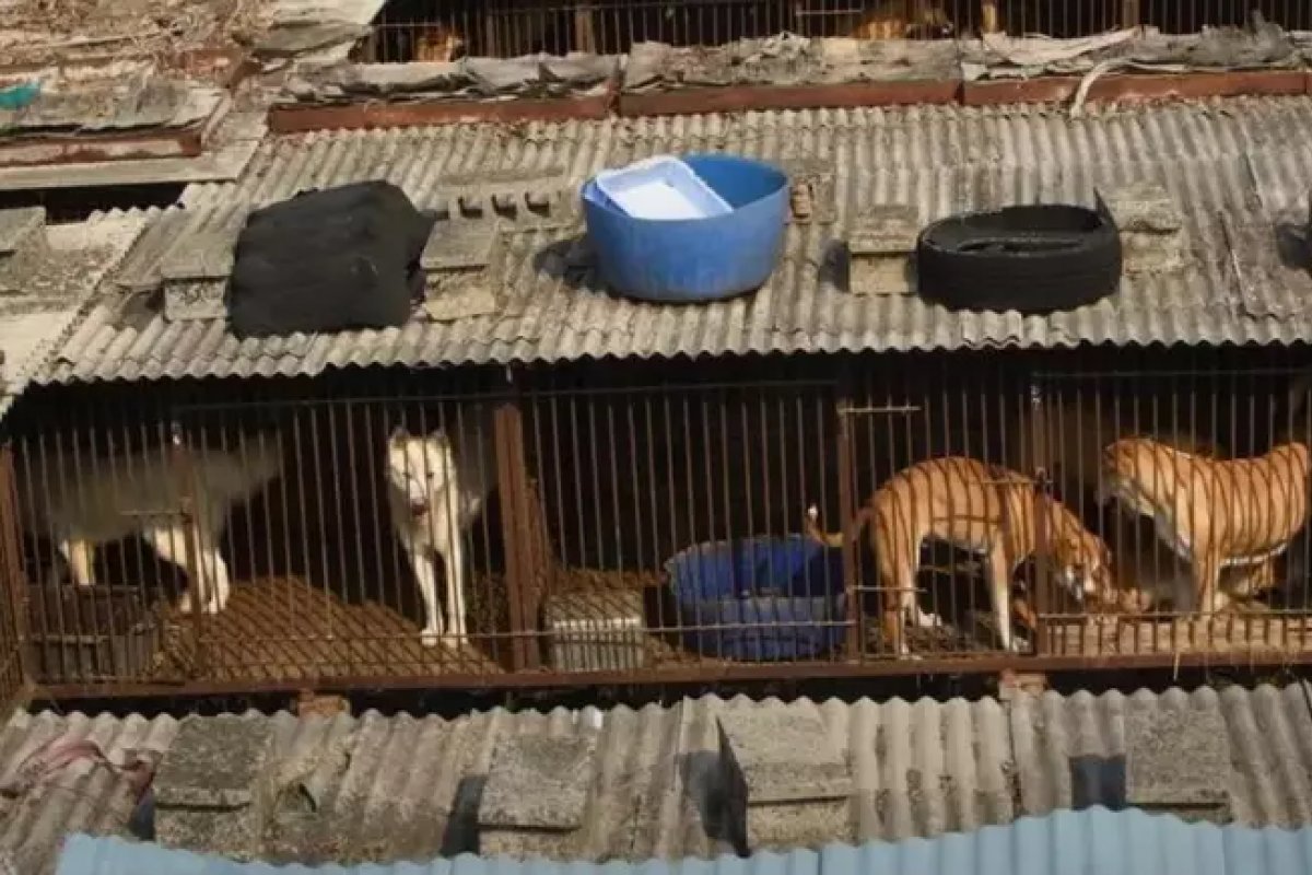 Projeto que proíbe venda de carne de cachorro é aprovado na Coreia do Sul