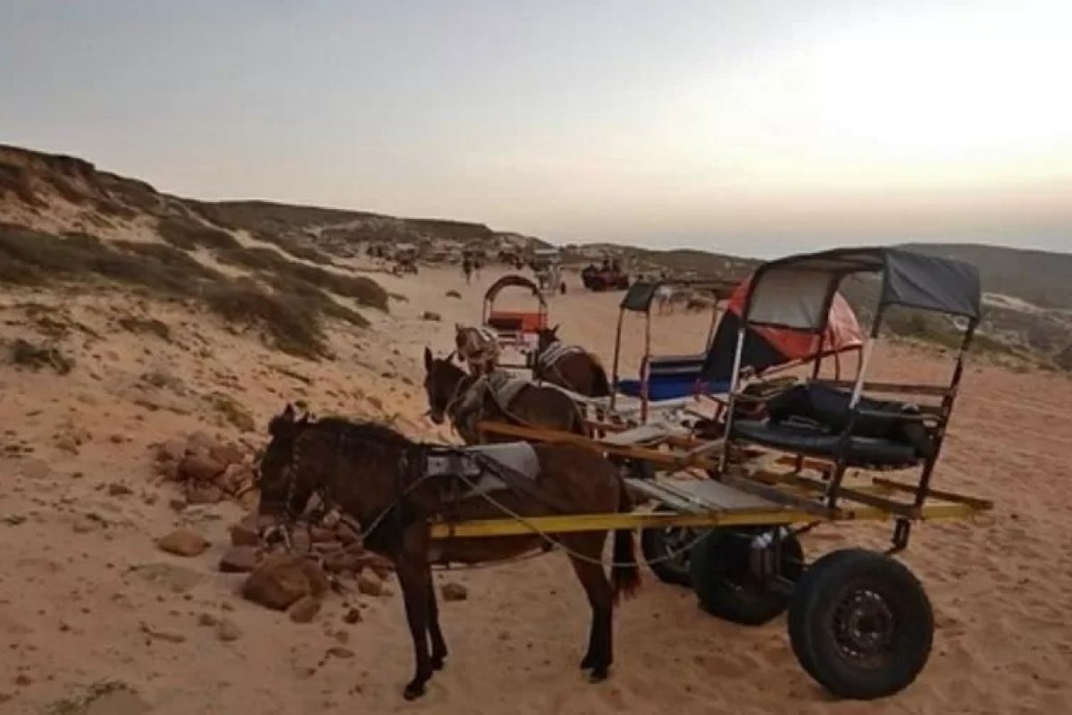 Jericoacoara proíbe uso de jumento em passeios de charrete na praia