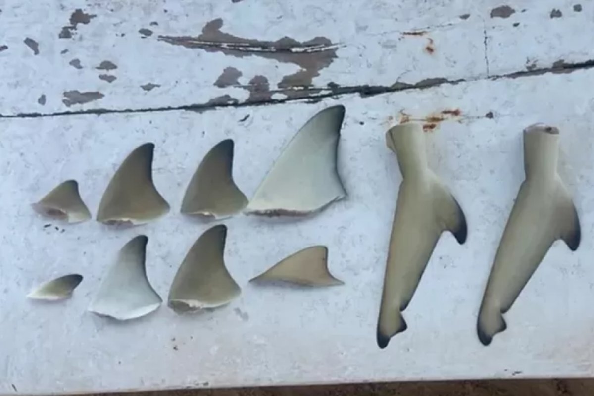 ICMBio Noronha investiga morte de filhotes de tubarão em risco de extinção