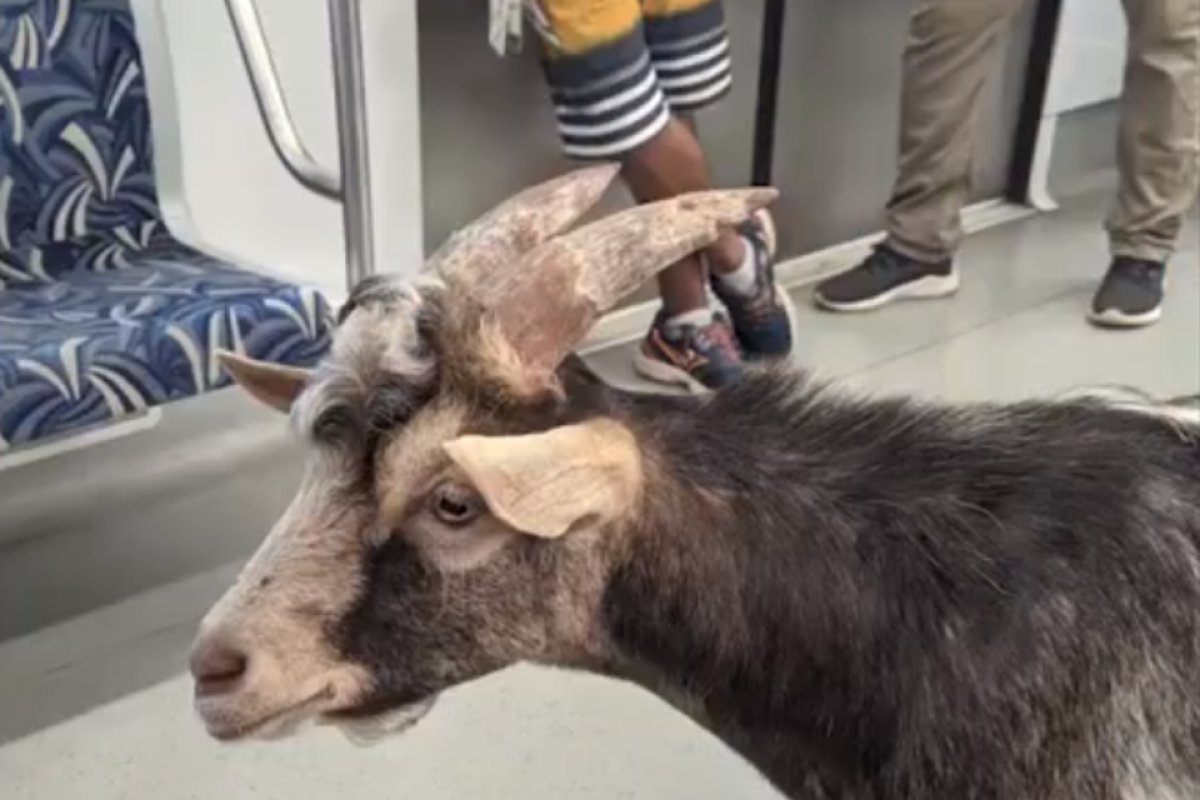 Bode é visto 'passeando' em trem da CPTM em São Paulo