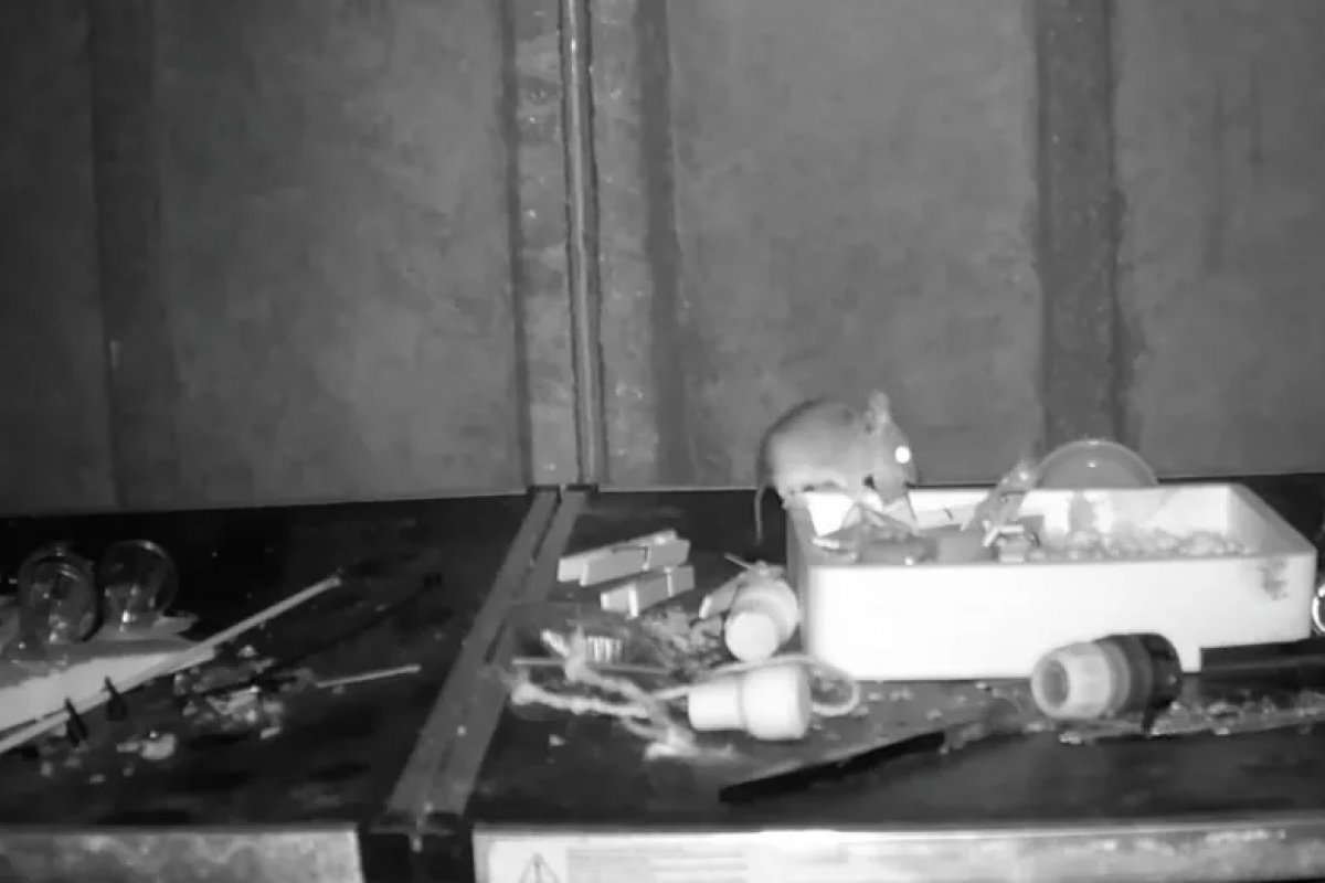 Vídeo: rato arruma objetos de galpão e faz sucesso na web