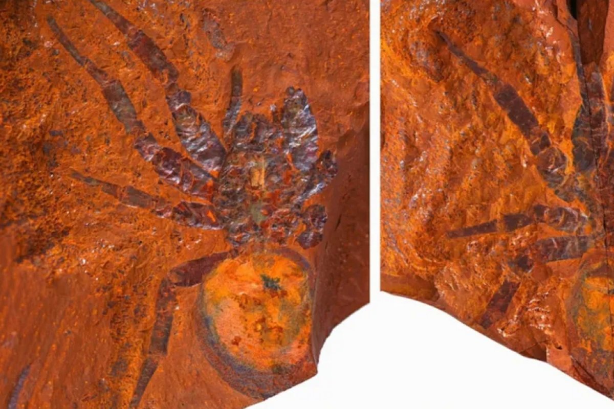 Cientistas descobrem fóssil de aranha gigante de 16 bilhões de anos