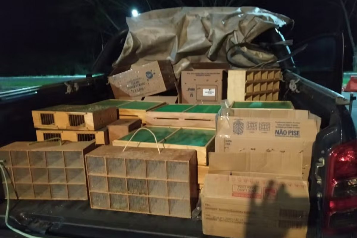 PRF resgata cerca de mil animais silvestres são resgatados no sul da Bahia