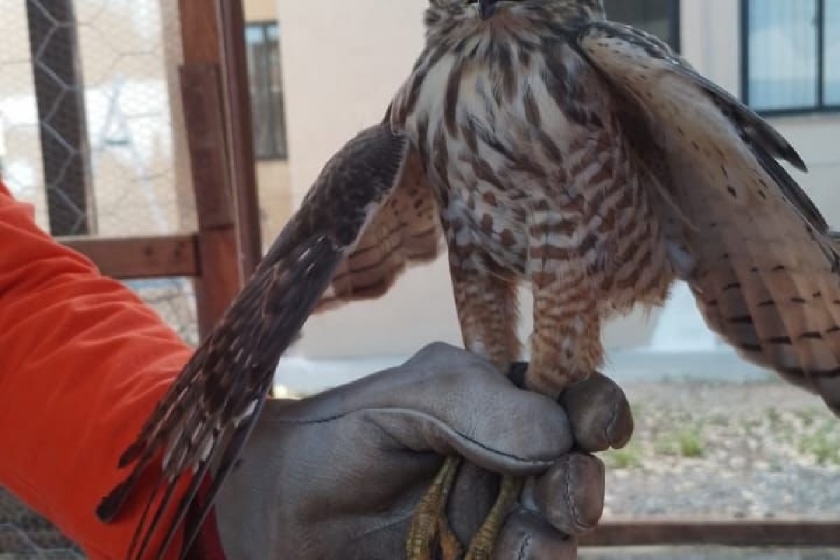 Bombeiros resgatam gavião ferido no interior da Bahia