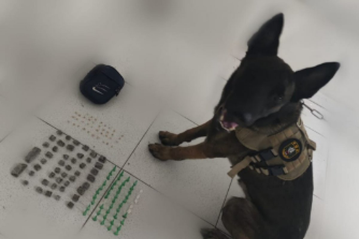 PM apreende drogas com auxílio de cão em Porto Seguro