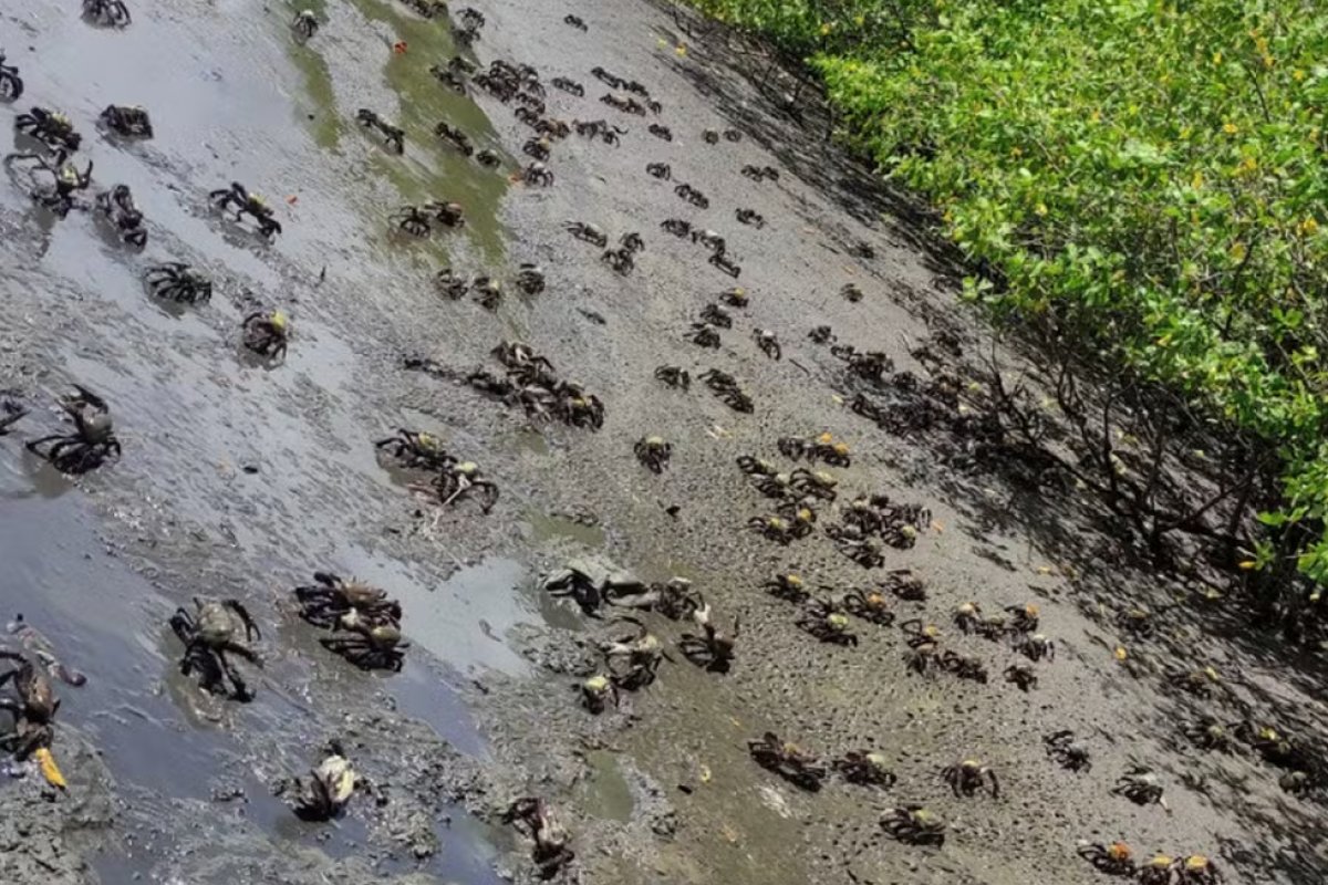 Quase 13 mil caranguejos são apreendidos em 8 cidades do extremo sul da Bahia