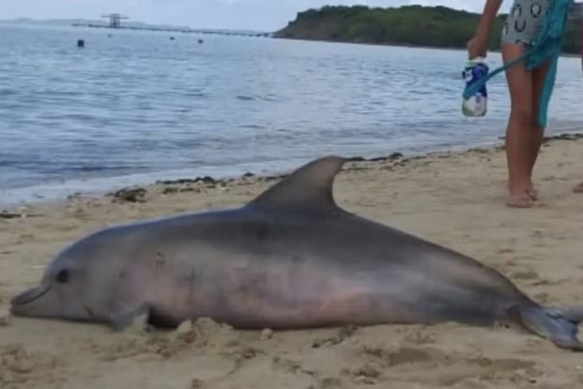 Golfinho é encontrado morto na Praia de Tubarão, em Salvador