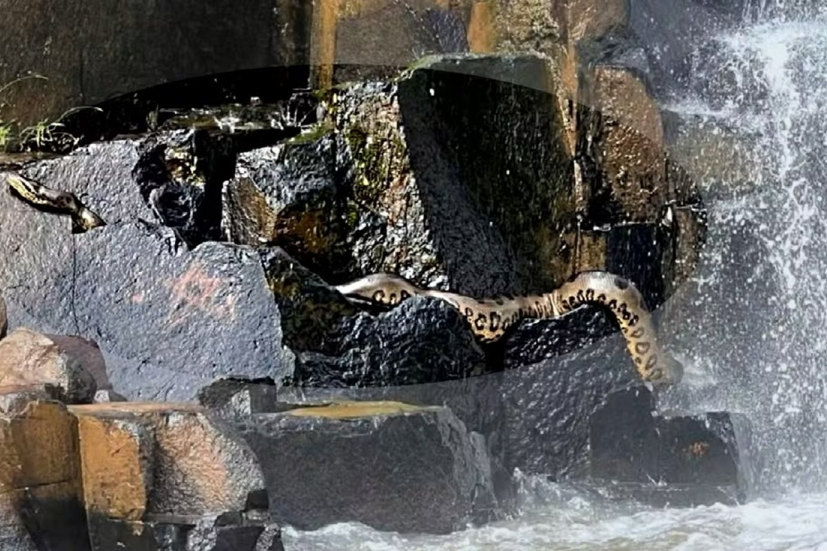 Sucuri de 4 metros é registrada por banhistas em cachoeira no sudoeste de Goiás