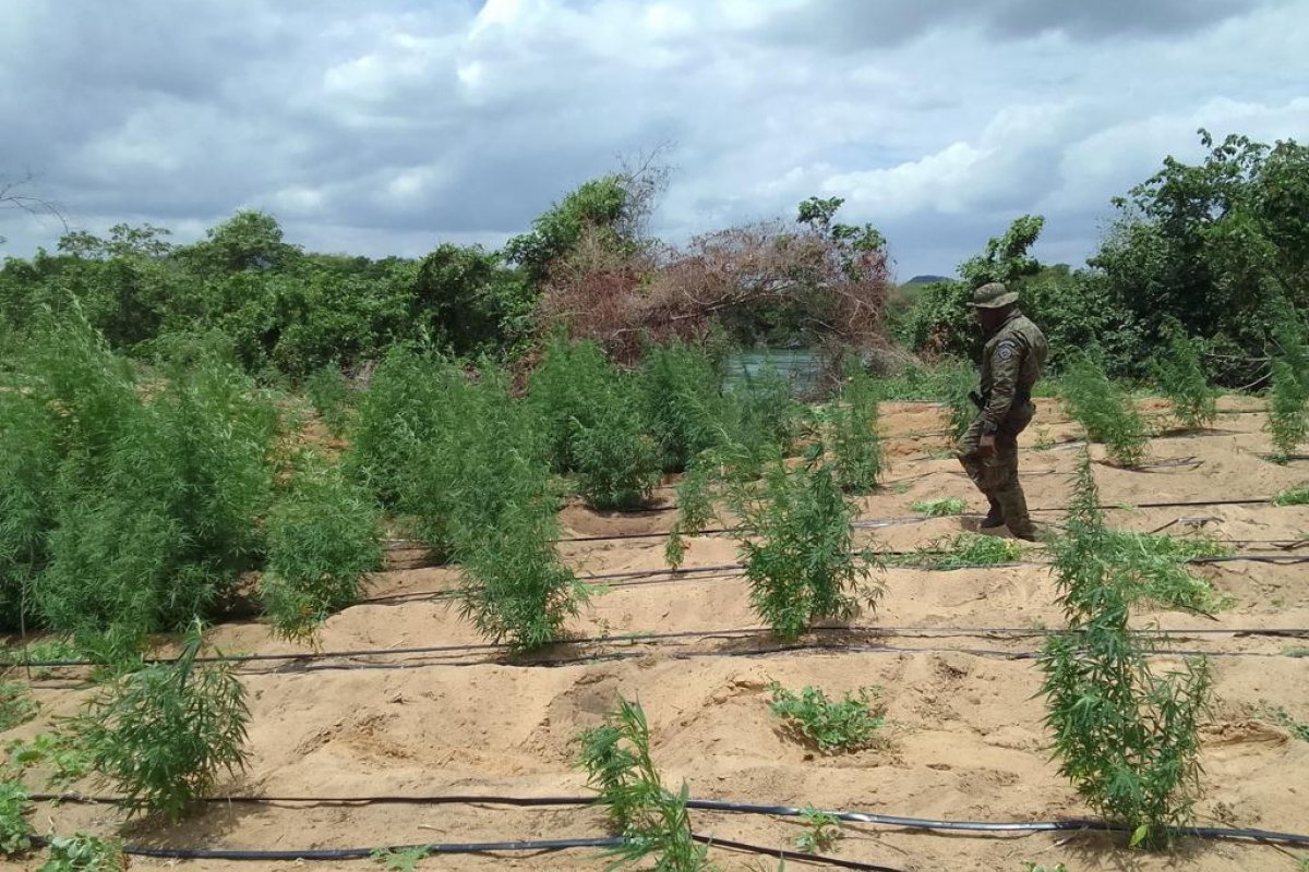 PM e PF localizam plantação com cerca de 35 mil pés de maconha em Curaça
