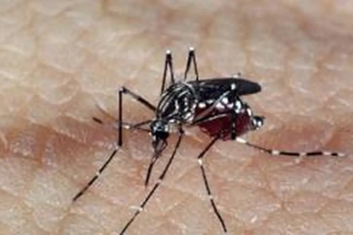 Conheça quais são os exames de diagnósticos de dengue disponíveis e saiba quando fazer