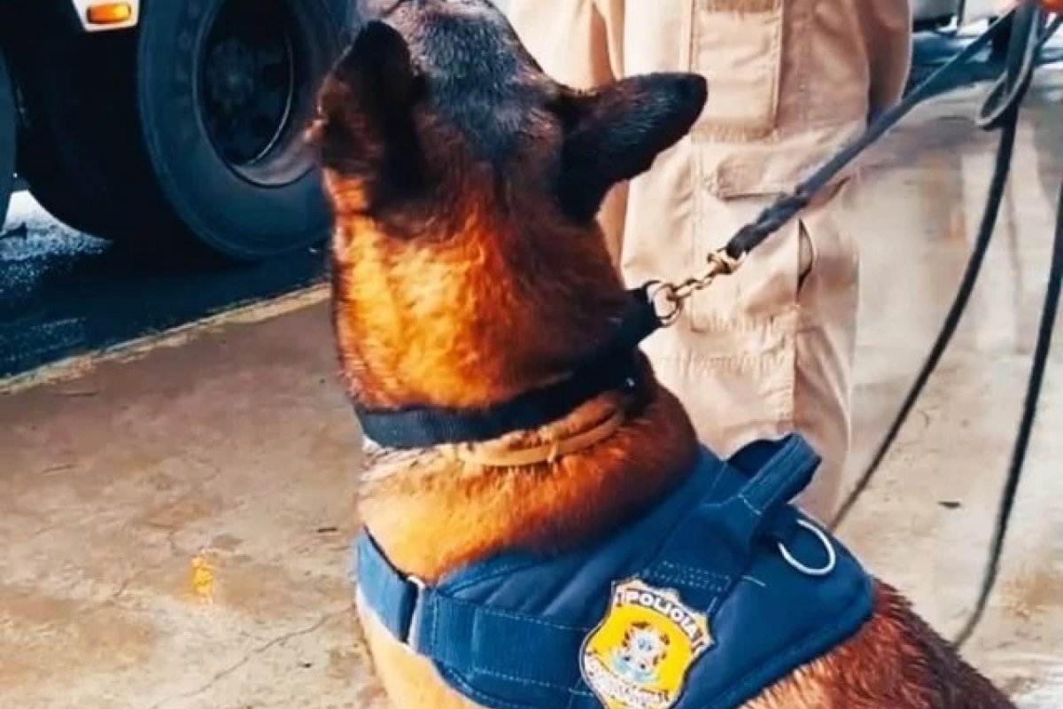 Cão farejador da PRF encontra cocaína em fundo falso de mala na BR-116