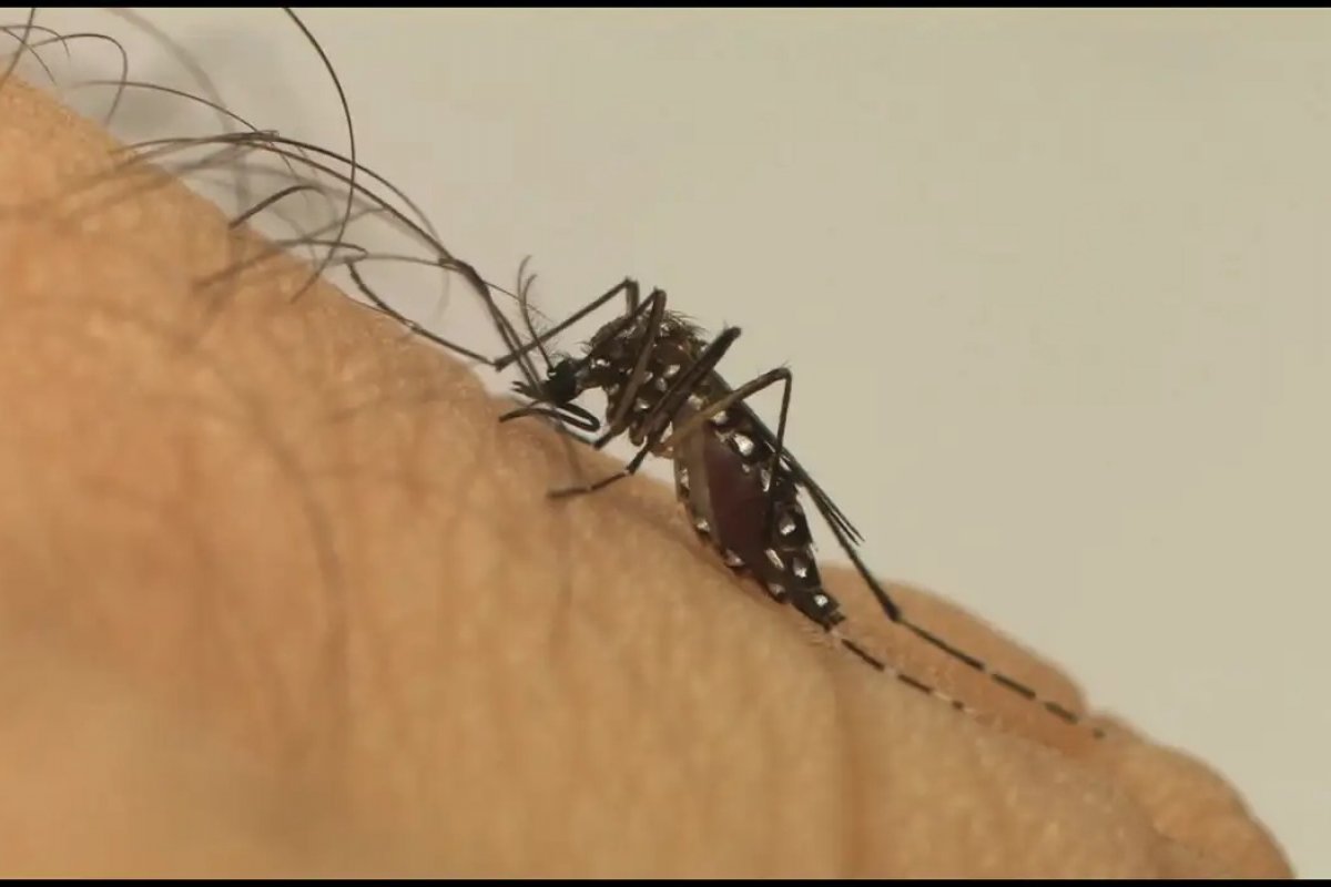 Ministério da Saúde anuncia campanha de vacinação para enfrentamento à dengue