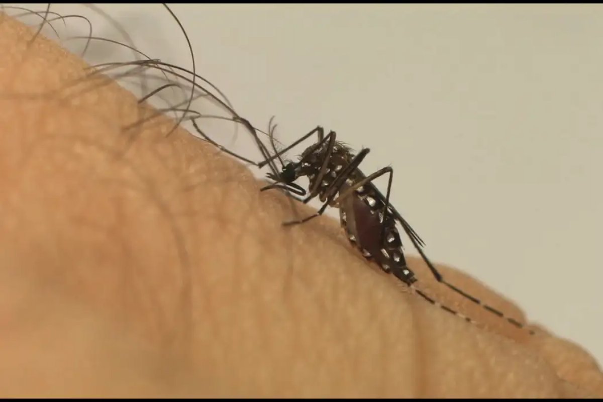 Brasil pode chegar a mais de 120 mil casos de Dengue em 2024