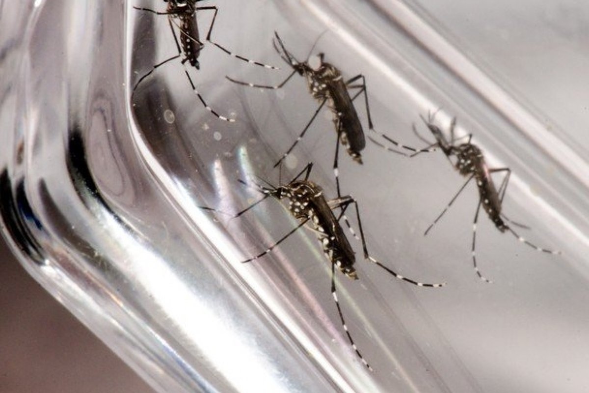 Brasil é o primeiro país a oferecer vacinas contra a dengue no sistema público de saúde