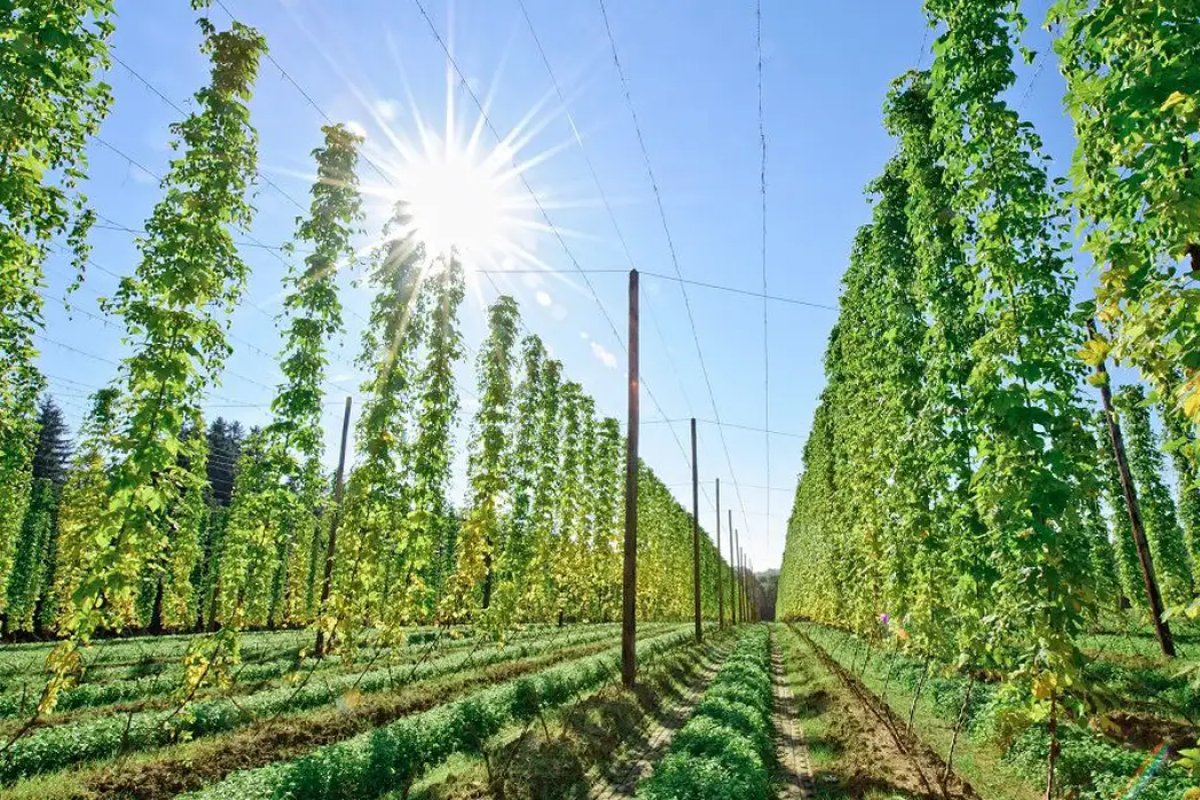 Cerveja pode ser próxima vítima do aquecimento global devido aos estragos nas plantações de lúpulo 