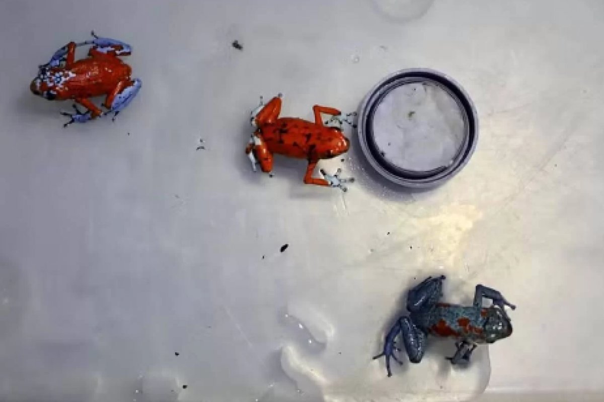 Polícia Colombiana flagra brasileira com 130 sapos venenosos no aeroporto de Bogotá