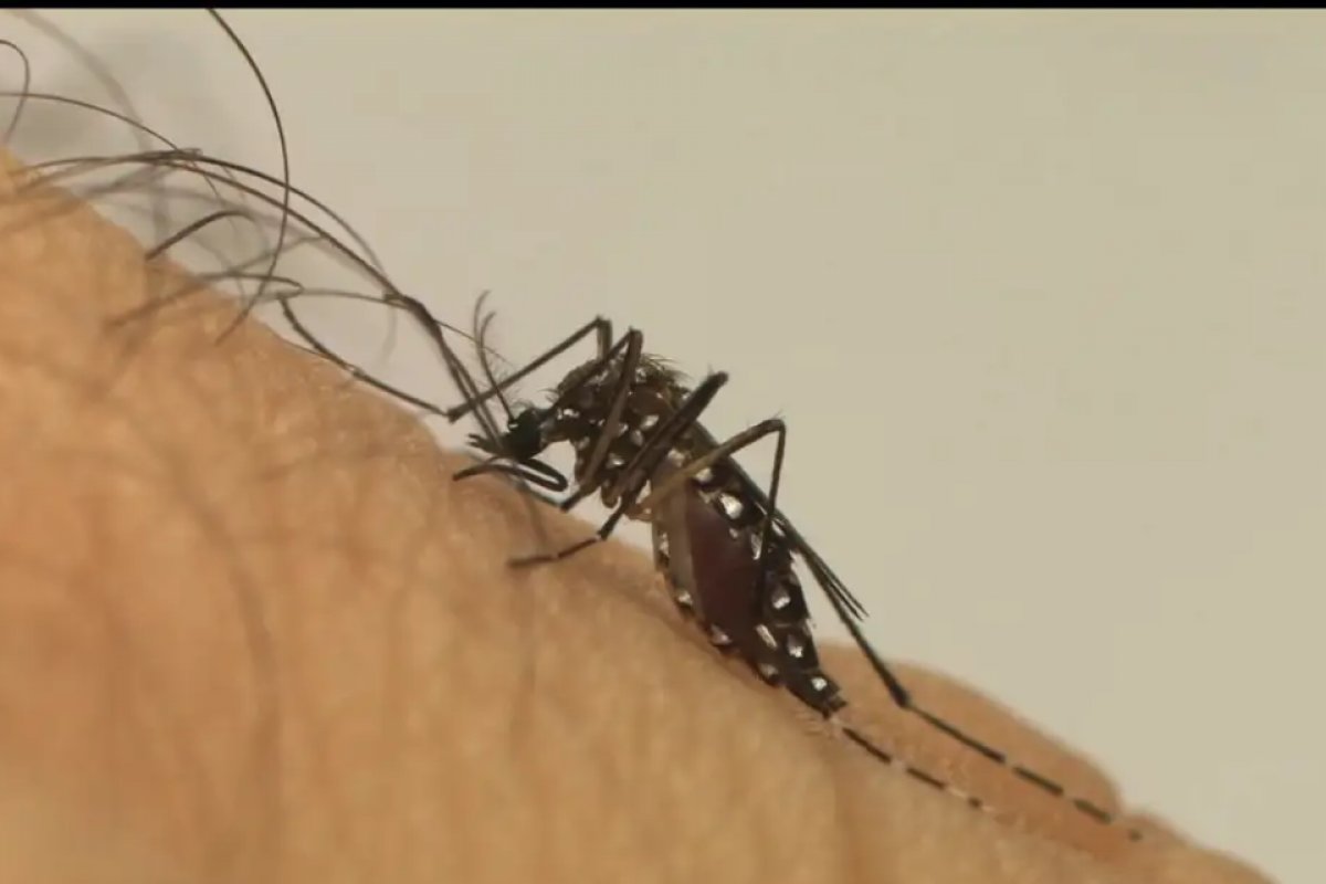 Brasil registra aumento expressivo de casos de dengue em 2024