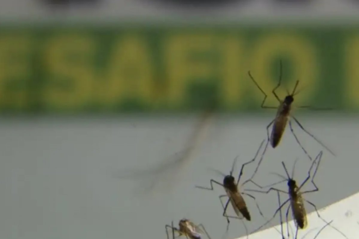 Brasil pode registrar até 4,2 milhões de casos de dengue em 2024