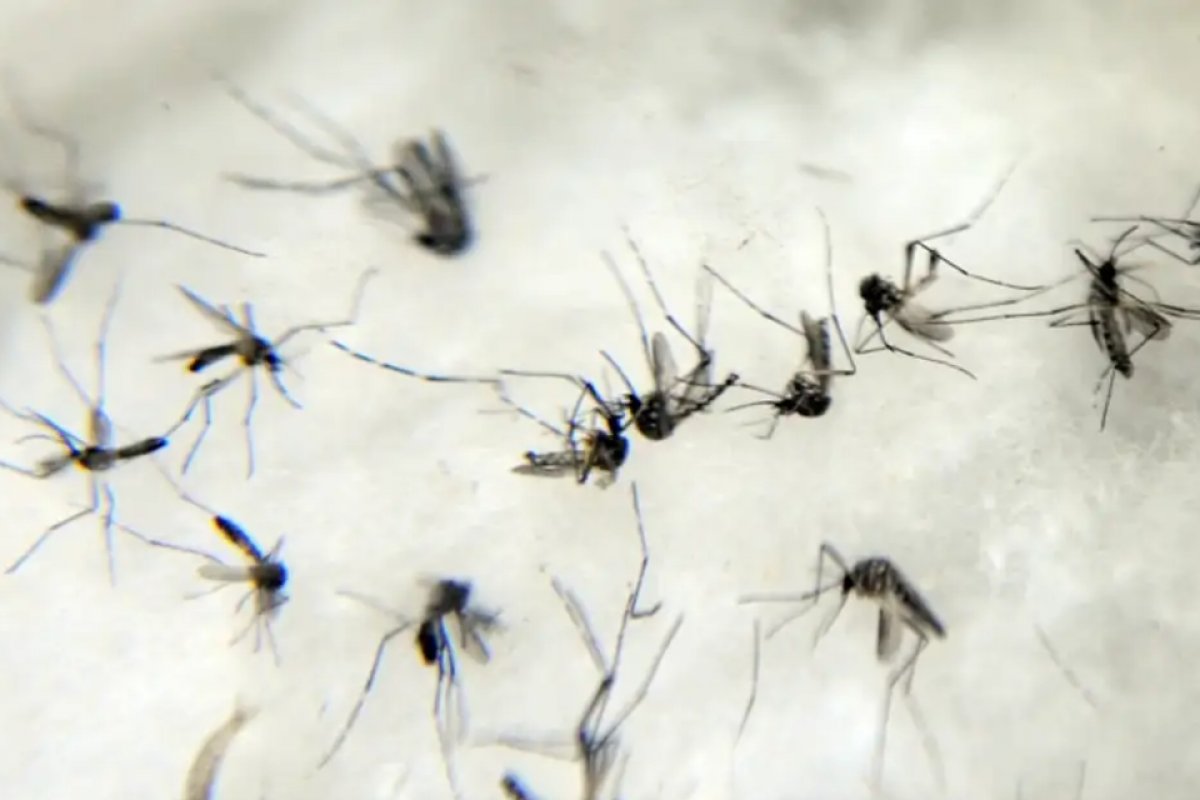 Saiba como se proteger do mosquito da dengue em apartamentos e condomínios