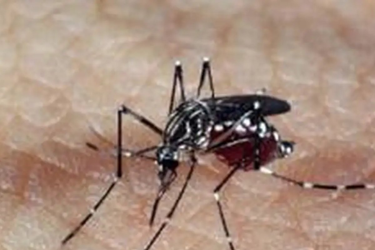 Veja medidas para evitar que as crianças peguem dengue na volta às aulas