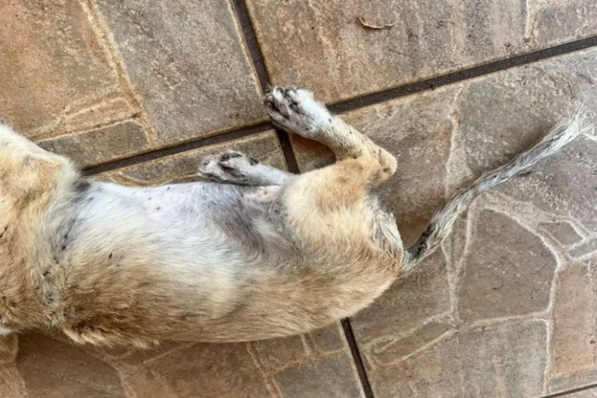 Vendedor é preso por maus tratos de animais