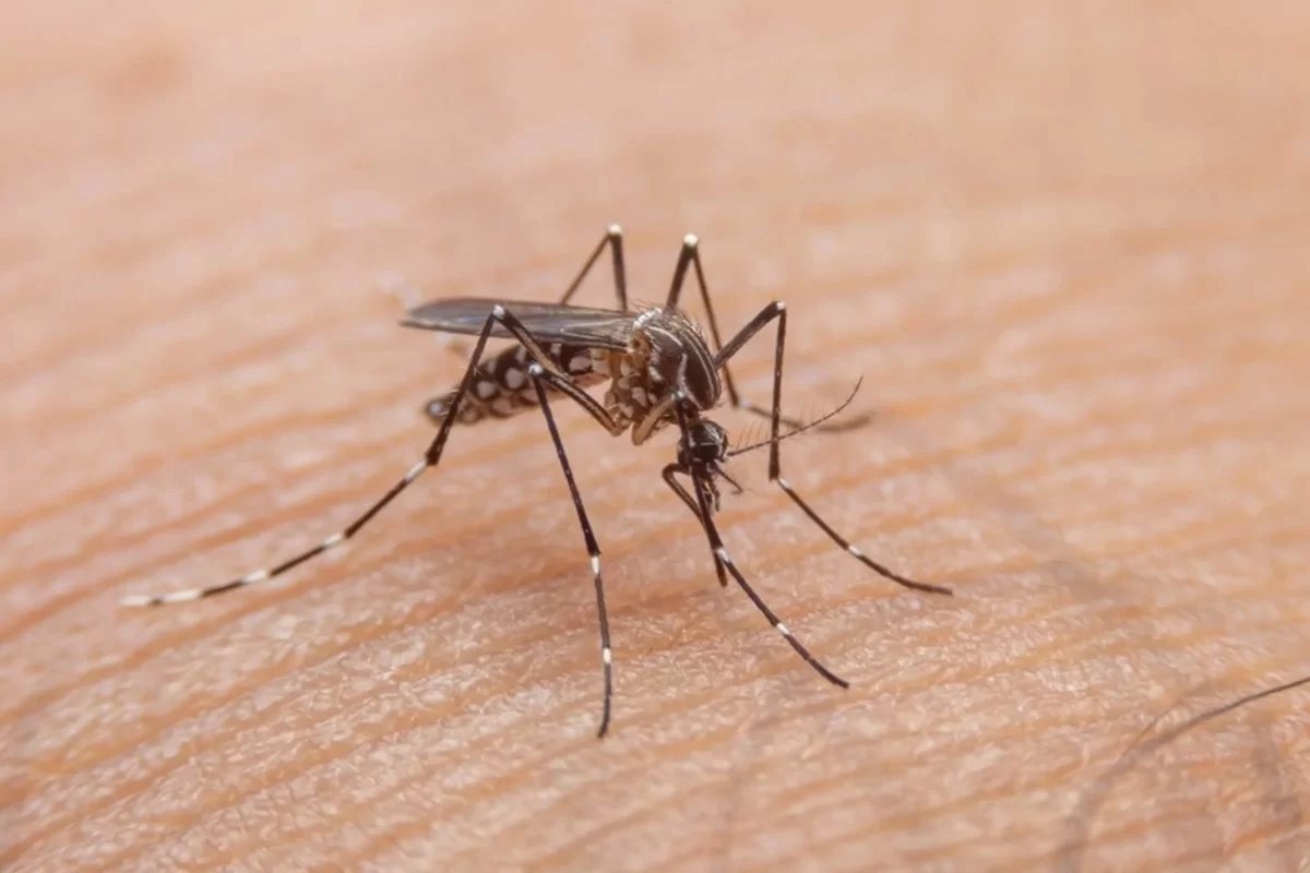 Brasil registra mais de 120 mil casos prováveis de dengue em 10 dias