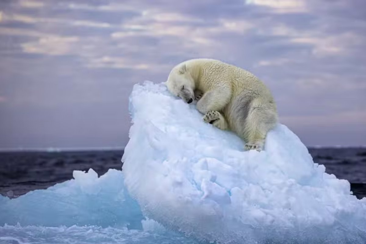 Foto de urso polar dormindo em iceberg ganha prêmio de melhor do ano