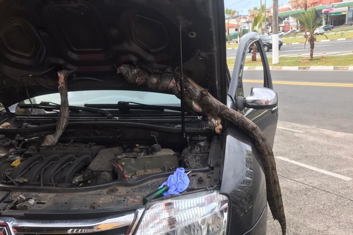 Jiboia com mais de dois metros é encontrada morta dentro do motor de um carro