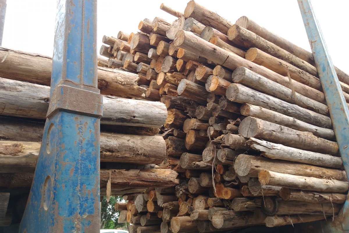 Homem é preso em flagrante por furto de madeira em Nova Viçosa