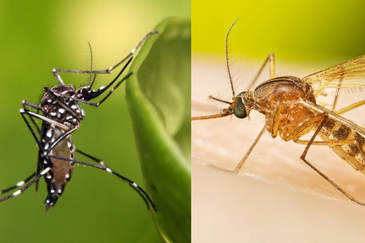 Veja diferenças entre o Aedes aegypt e o pernilongo comum