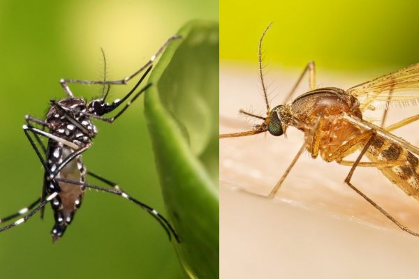 Veja diferenças entre o Aedes aegypt e o pernilongo comum - Farol da Bahia