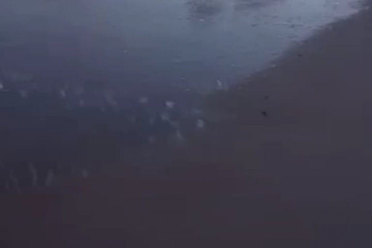Vídeo: banhista localiza tartaruga marinha na praia de Itacimirim