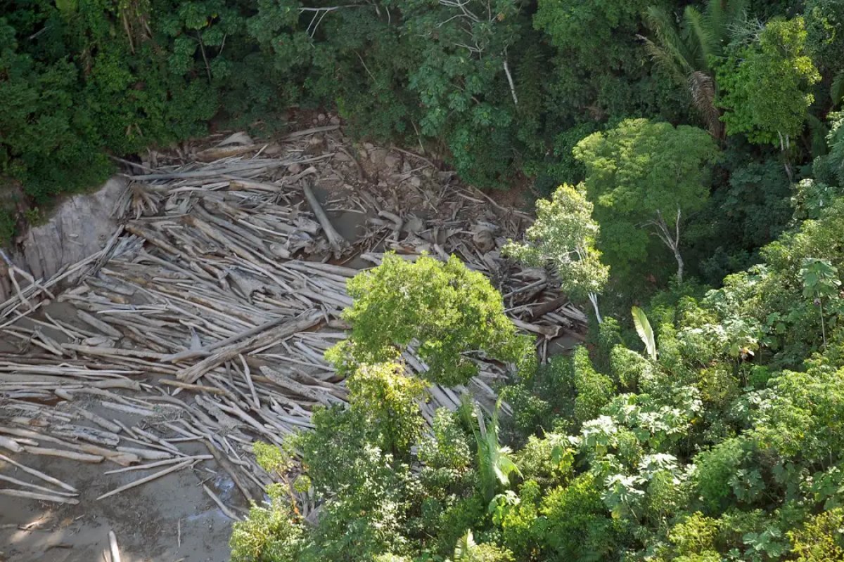 Devastação da Amazônia pode se tornar irreversível até 2050, aponta estudo