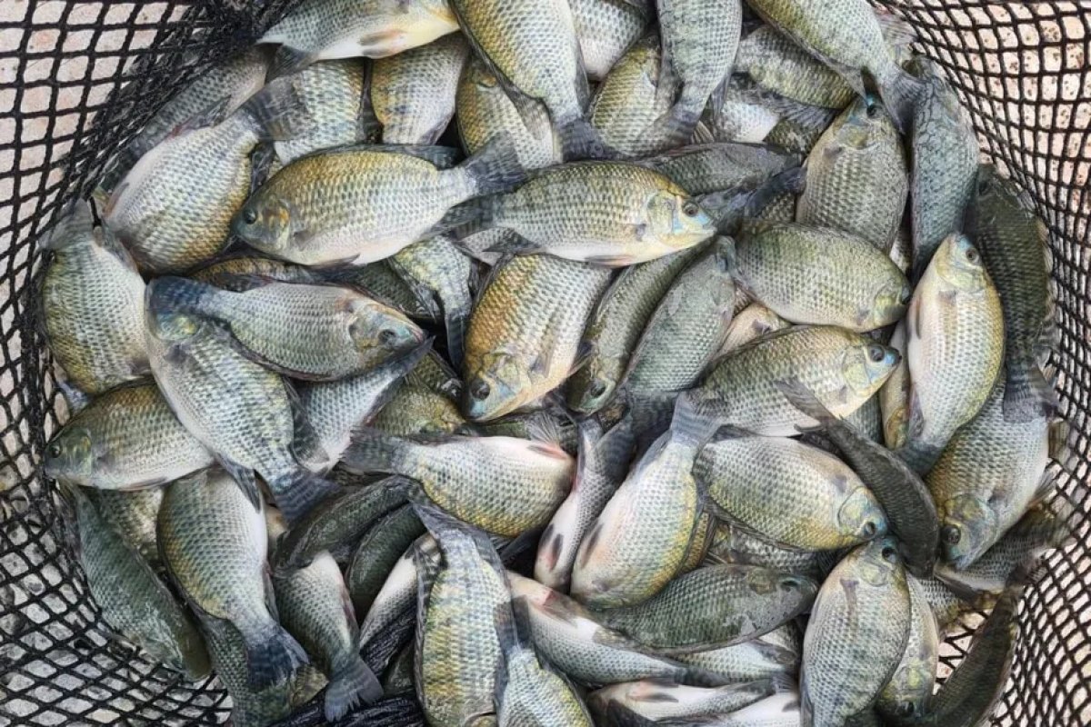 Brasil suspende importação de tilápia do Vietnã