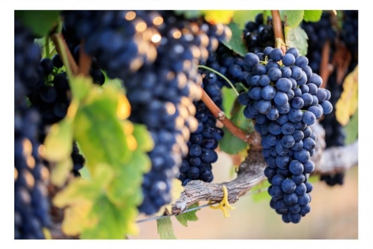 Por que a Syrah é uma das uvas mais versáteis e antigas do mundo dos vinhos?