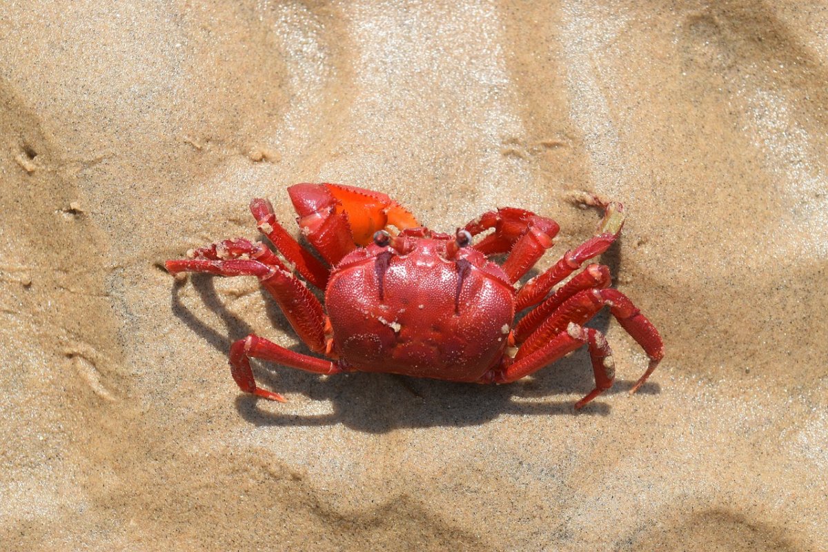 Ilha é infestada por caranguejos-vermelhos gigantes por causa da falta de chuva