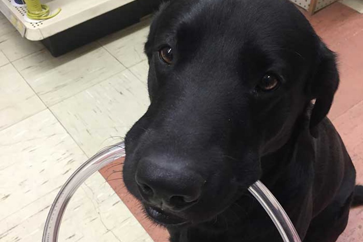Confira os cães que já possuem empregos formais iguais aos seres humanos