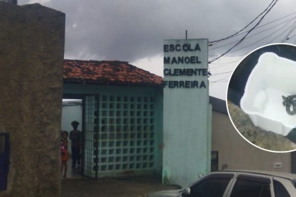Filhotes de cobras são resgatados de sala de aula em escola na Bahia