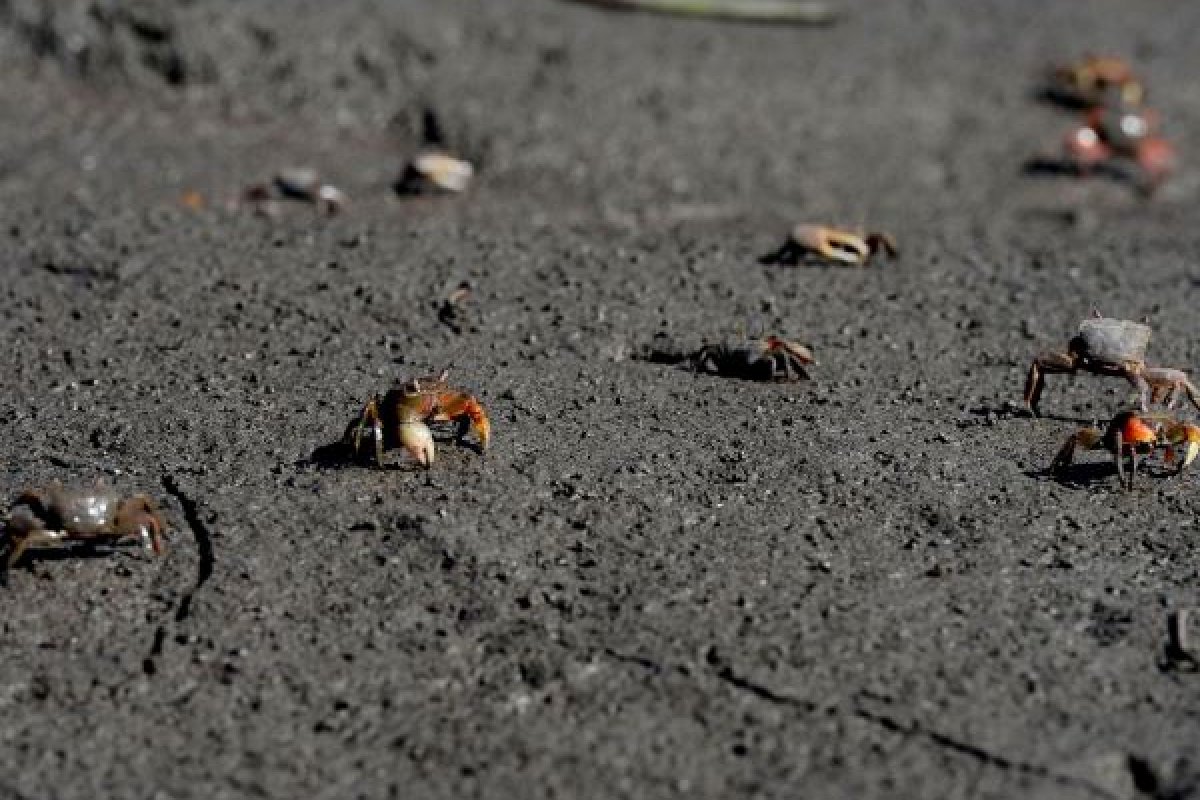 Captura de uma espécie de caranguejo é proibida em manguezais a partir deste sábado (11)