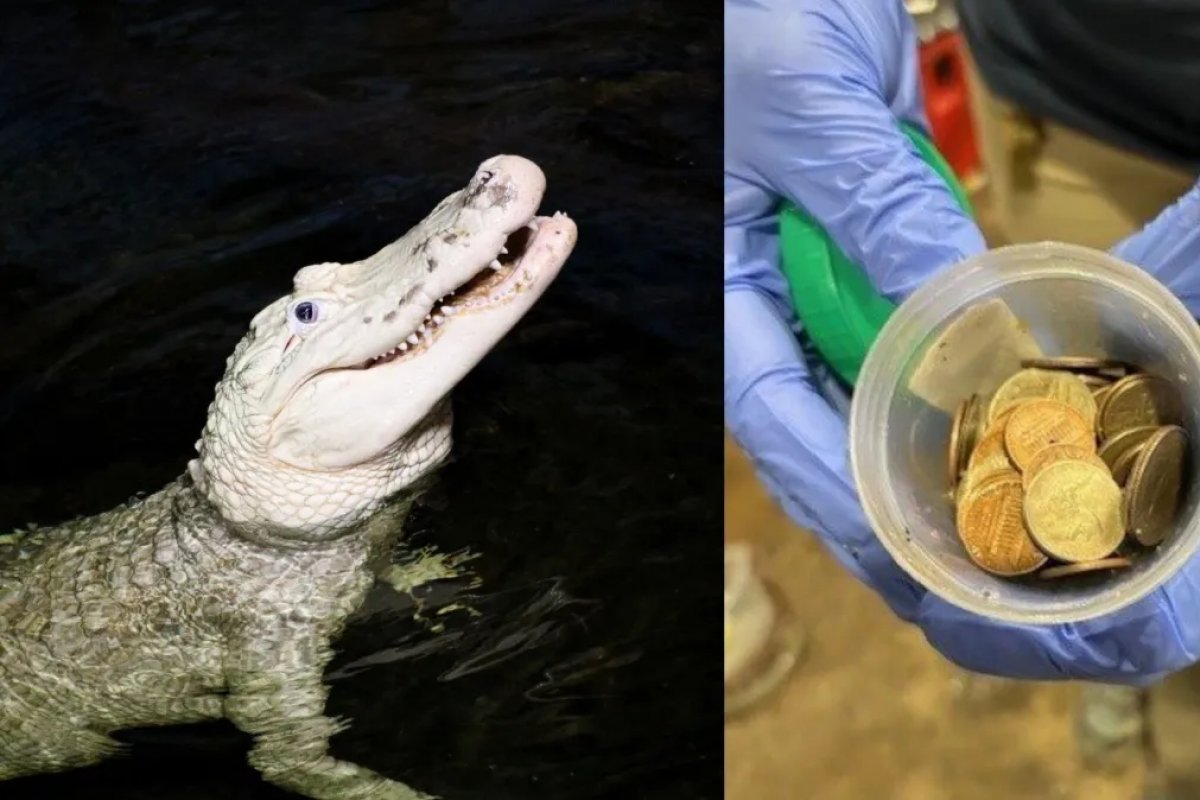 Zoológicos dos EUA retira mais de 70 moedas de estômago de jacaré
