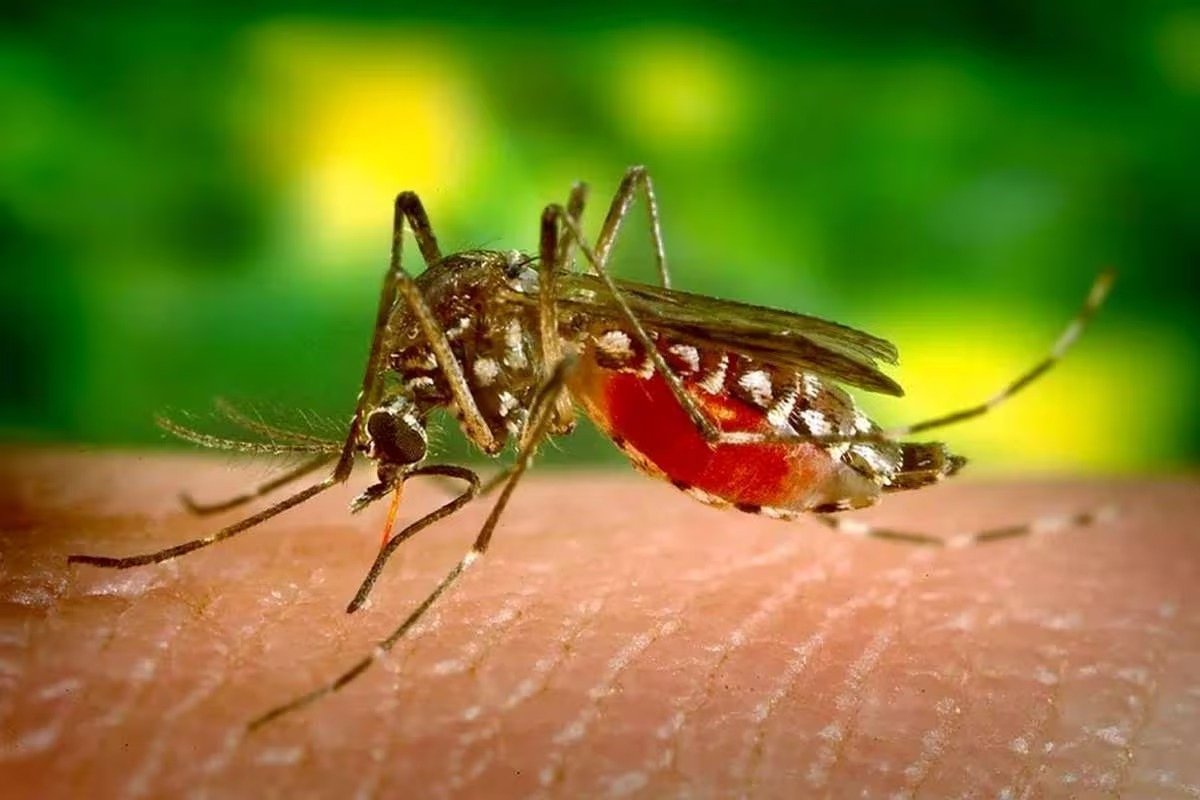 Brasil ultrapassa marca dos 680 mil casos de dengue, diz governo