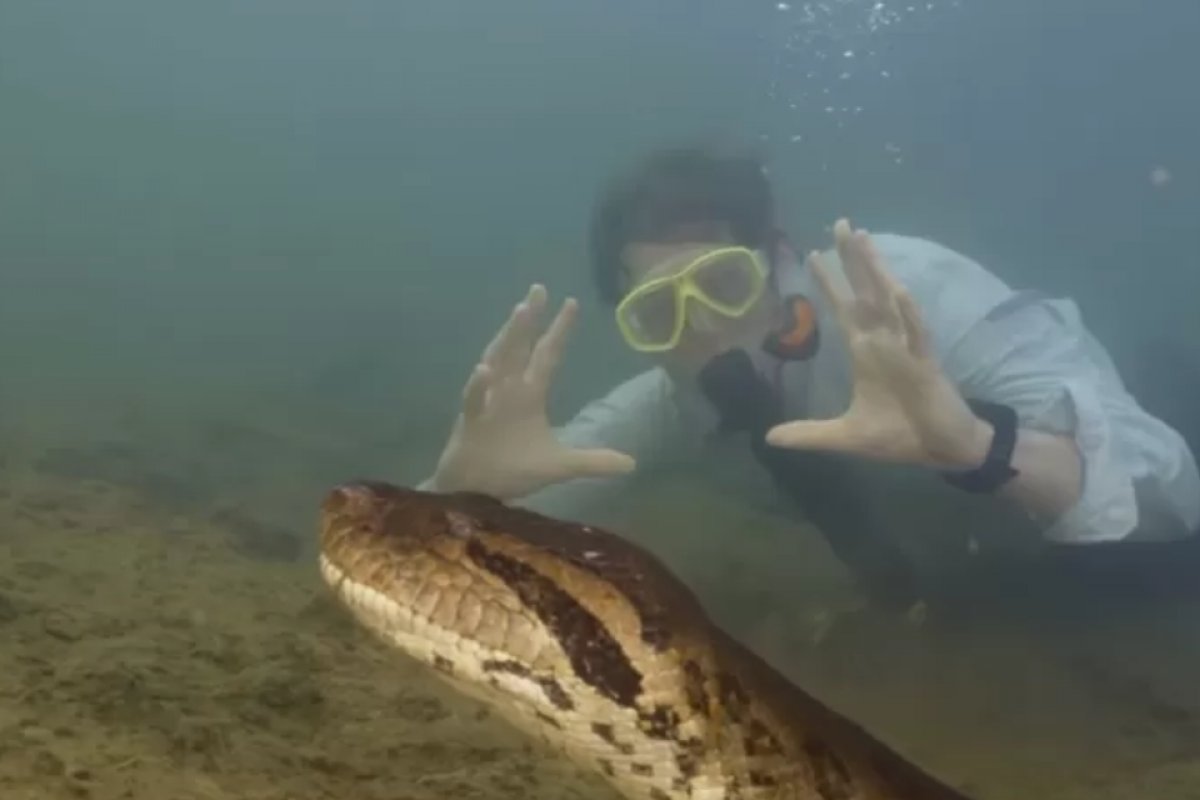 Maior sucuri do mundo é descoberta na Amazônia, com 8 metros e 200 quilos