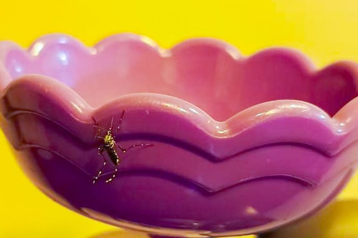 Número de mortes por dengue sobe para 151 no Brasil; seis estados estão em situação de emergência