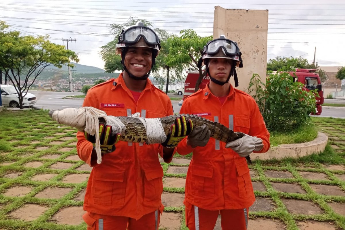 Bombeiros capturam jacaré em piscina de residência