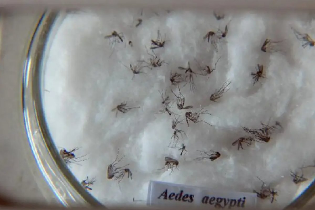 762 mil casos de dengue já foram registrados no Brasil em 2024